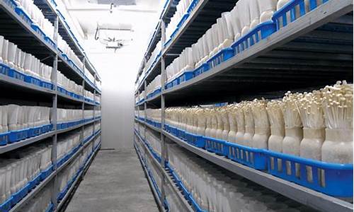 南京食用菌车间净化装修施工单位(食用菌加工车间施工方案)